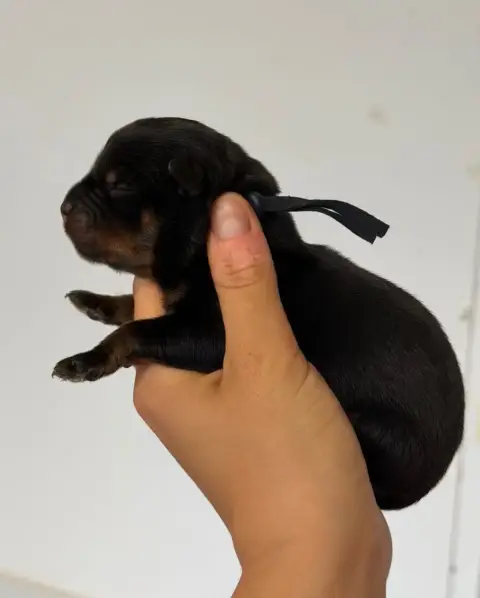 Rottweiler