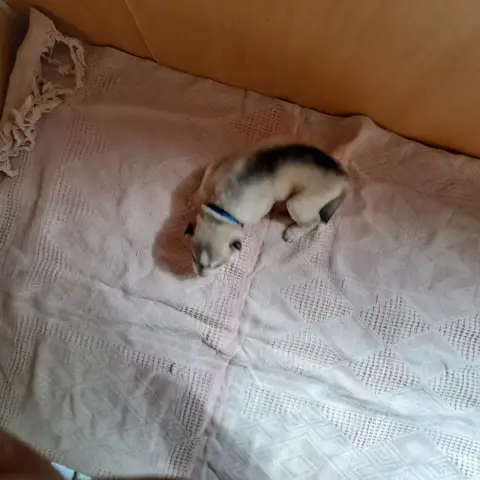 Siberian Husky  Chiot Collier Bleu Of Wolves Children cd03e