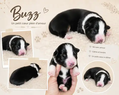 Berger Américain Miniature  Buzz Du Prestige Mini Ber da5ca