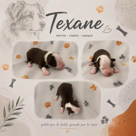 Berger Américain Miniature  Teaxane Du Domaine Des Be 0fffb