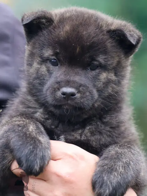 Kai photo 3