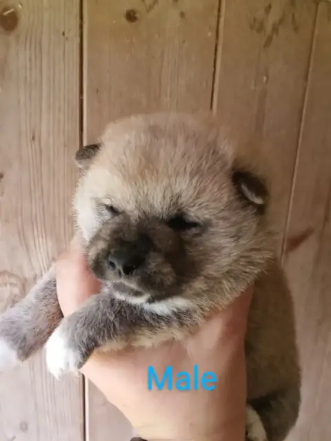 Shiba  Chiot N°6 Des Fringants Complices