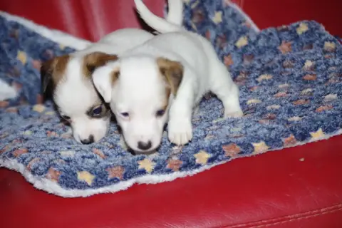 Jack Russell Terrier  Beaute A L'Ouest Des Prés De L' b3a78 photo 2