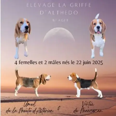Chiot Beagle Lof A Vendre