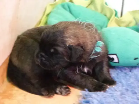 Adopter Leonberger  Balisto De La Ligne Bleue
