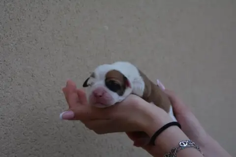 Bulldog Continental  Chiot 2 Du Haut De La Girauderie 5ac00 photo 2