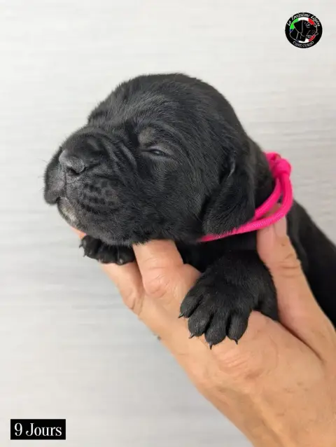 Adopter Cane Corso 
                        Collier Rose Fluo adb88