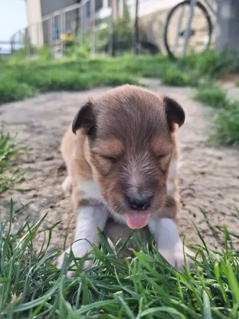 Shetland Sheepdog  Chiot 4 De La Chambrette Agenaise 05276