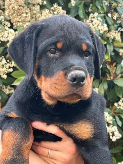 Rottweiler  Buck De La Tribu De Rottweil