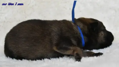 Eurasier  Chiot 5 Des Legendes De Retz photo 2