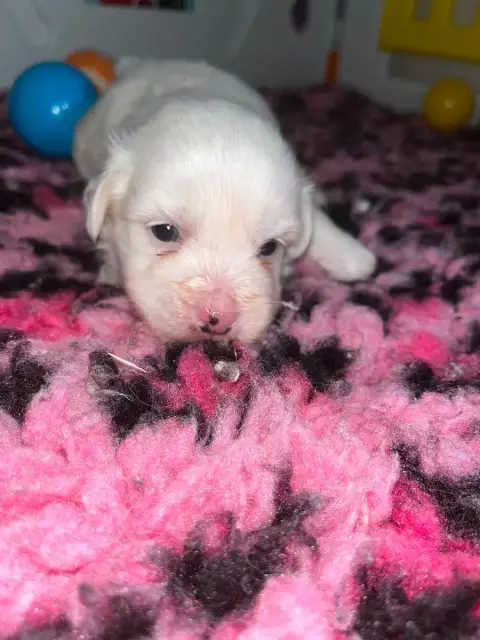 Coton De Tulear  Chiot N°3 De Jerrie Black photo 2