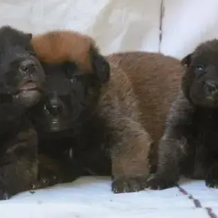 Chiot Malinois Lof