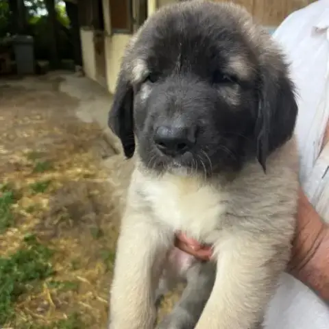Disponible Chiots Kangal - Lof