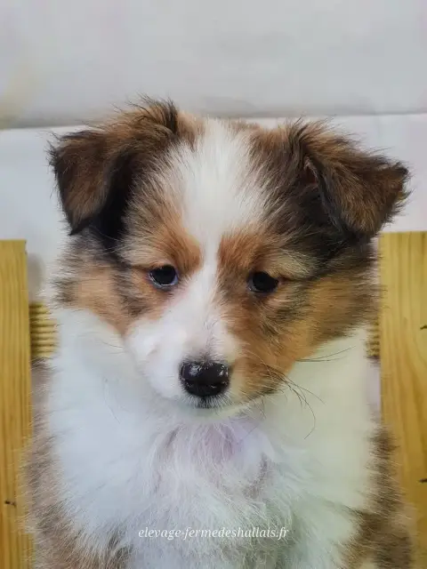 Shetland Sheepdog  Bubble Tea Du Mont De La Chenaie 4f604