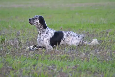 Setter Anglais  Chiot N°4 De Torlhak photo 3