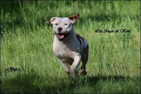 American Staffordshire Terrier  M6 Answer The Wish Of 9439f