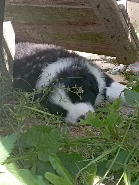 Border Collie  M4 De L'Eden Du Chêne Vert photo 2