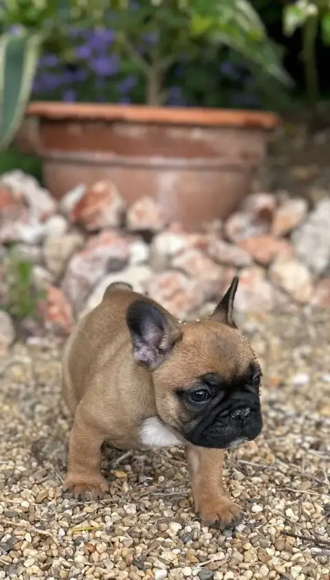 Bouledogue Français  Billy Boy Du Roi De La Redingote aed2a