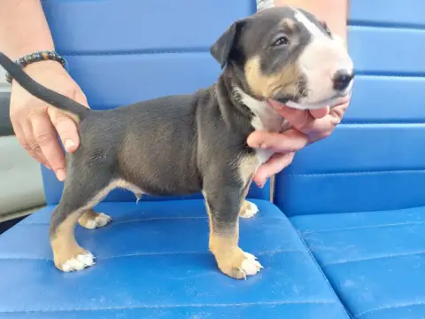 Bull Terrier  N5