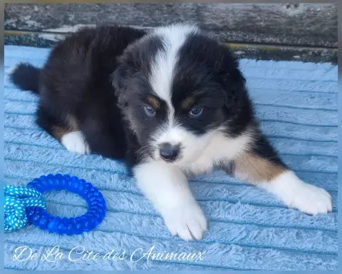 Berger Australien  Baby Green De La Cité Des Animaux cbbd7