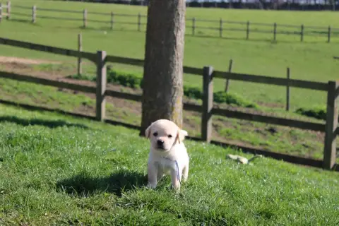 Labrador Retriever  Collier Bleu Foncé Of The Little  3a8e3 photo 3