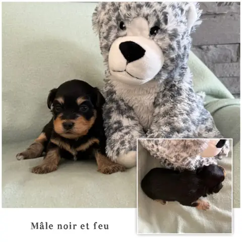 Bichon Havanais  Mâle Noir Et Feu Des Terres De L'Ave 61168