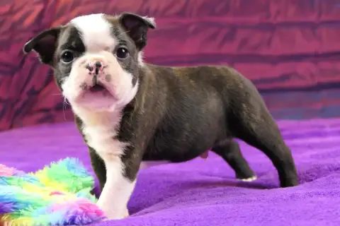 Boston Terrier  Chiot 4 photo 2