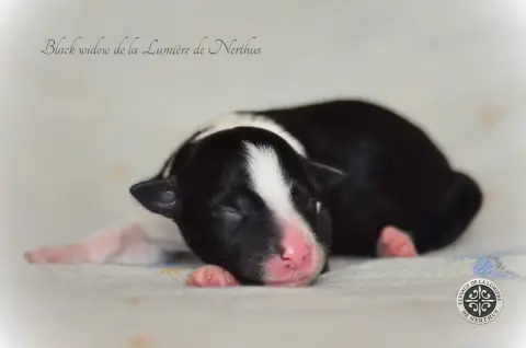 Border Collie  Black Widow De La Lumière De Nerthus 19935