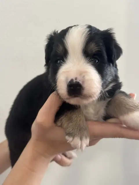 Berger Américain Miniature  Chiot N°1 Du Domaine D'Oz c2e4c