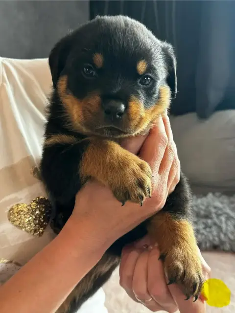 Rottweiler  Jaune Du Valhalla Des Anges Noirs photo 2