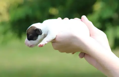 Jack Russell Terrier  Chiot 2 Des Crocs De Heurtevent bce94 photo 2