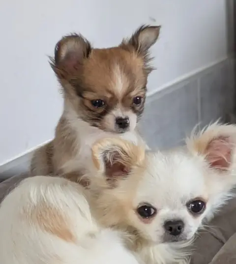 Chihuahua  Al Capone Ladi Lafé photo 3