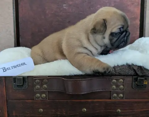 Bouledogue Français  Balthazar photo 3
