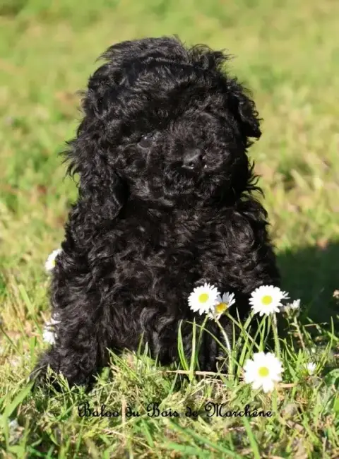Caniche  Baloo Du Bois De Morchène