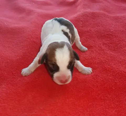 Jack Russell Terrier  B... Des Adrilines D'Opale