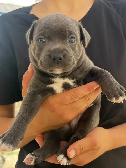 Staffordshire Bull Terrier 
                        B d2d42 photo 3