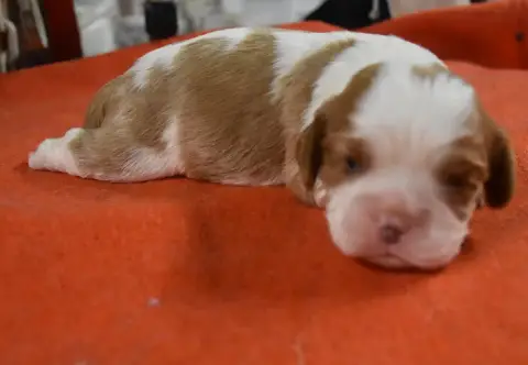Cavalier King Charles Spaniel  Male Blenheim De La Co 29343