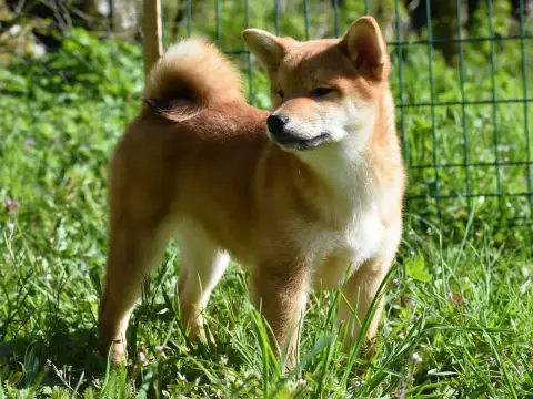 Shiba photo 3
