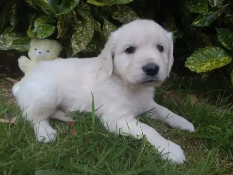 Golden Retriever  Mâle Collier Jaune Des Berberis