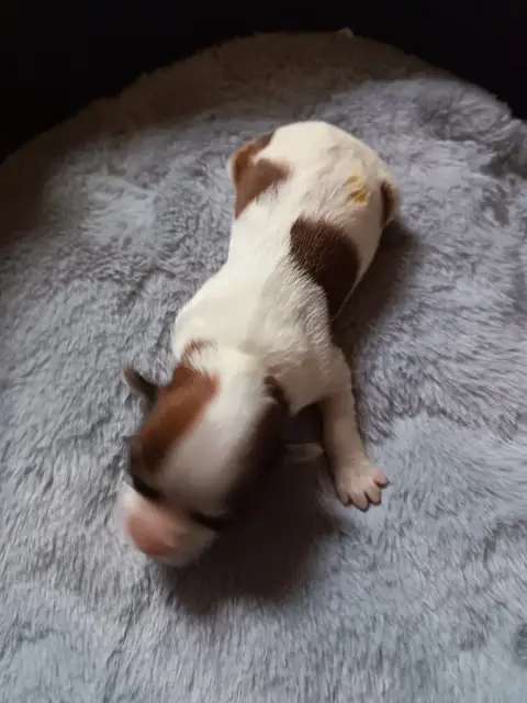 Bichon Havanais  Chiot N°1 Au Bonheur Des Canins