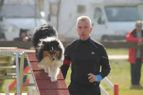 Shetland Sheepdog photo 2