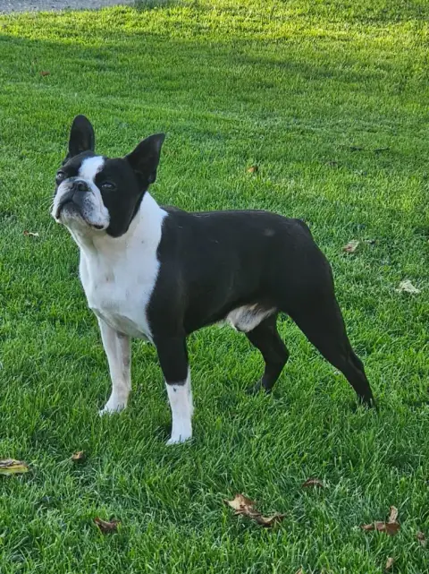 Boston Terrier  Bonnie Du Domaine De La Cour Souverai cade7