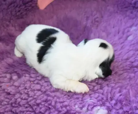 Shih Tzu  Chiot 3 B................ De La Maison Du R 0ddee photo 3