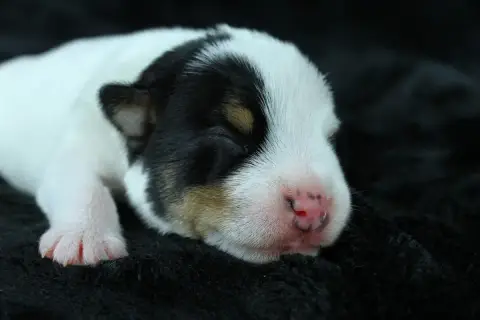Parson Russell Terrier 
                        Burbe 7b946 photo 3