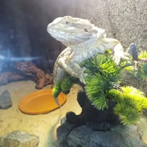 Vend Pogona