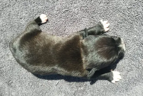 Staffordshire Bull Terrier 
                        C 044b8 photo 2