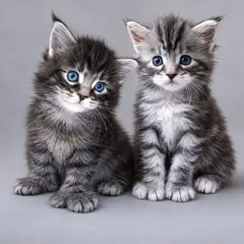 Chatons Maine Coons