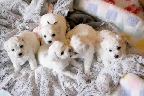Bichon Frise  Blanche Neige De La Felhotte photo 3