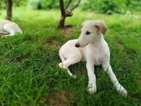 Barzoi  Boheme photo 3