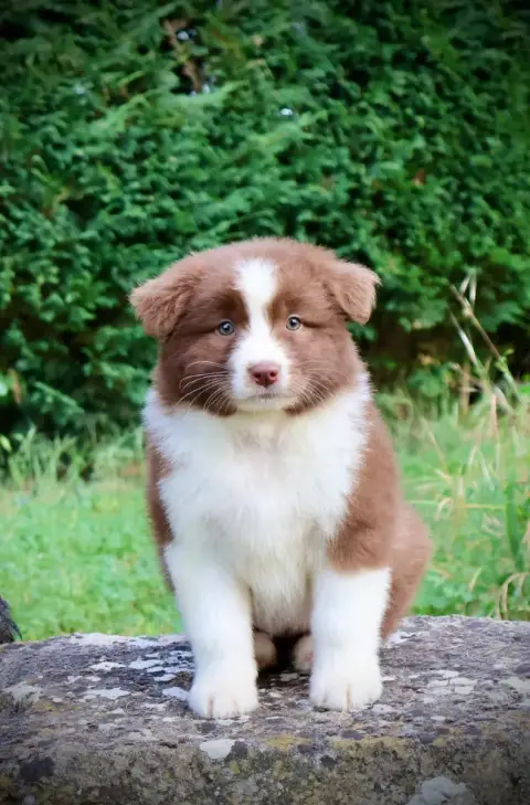 Berger Australien  Chiot N°7 Red Rock River photo 2